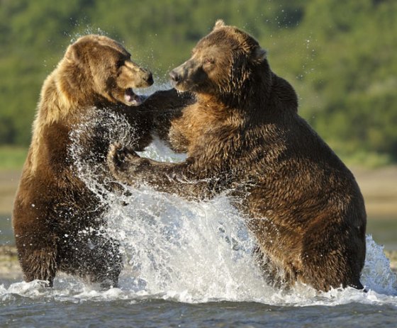 bears-fighting_1931986i